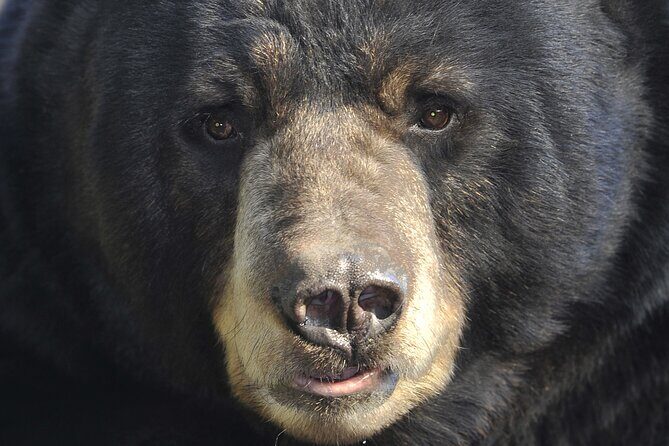 Alaskan Bear Encounter by Land & Sea - A Detailed Look at the Itinerary