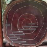 Alcatraz Plus Muir Woods & Sausalito Combo Tour - Muir Woods: Standing Among Giants