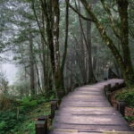 Alishan Join In Day Tour from Taichung (Incl. Park Entrance) - Final Thoughts: Is This Tour for You?