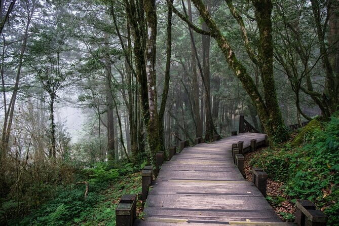 Alishan Join In Day Tour from Taichung (Incl. Park Entrance) - Final Thoughts: Is This Tour for You?