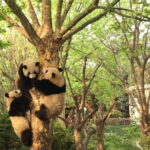 All-Inclusive Chengdu Highlight Panda Trip and Customizable Sites - Who Will Love This Tour?
