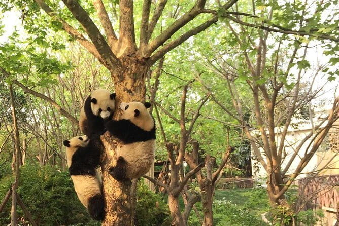All-Inclusive Chengdu Highlight Panda Trip and Customizable Sites - Who Will Love This Tour?