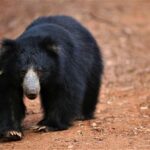 All Inclusive Leopard Nest Luxury Glamping experience in Yala - Who Should Consider This Experience?