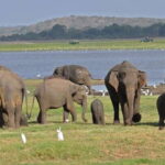 All-Inclusive Minneriya National Park Afternoon Safari - The Sum Up