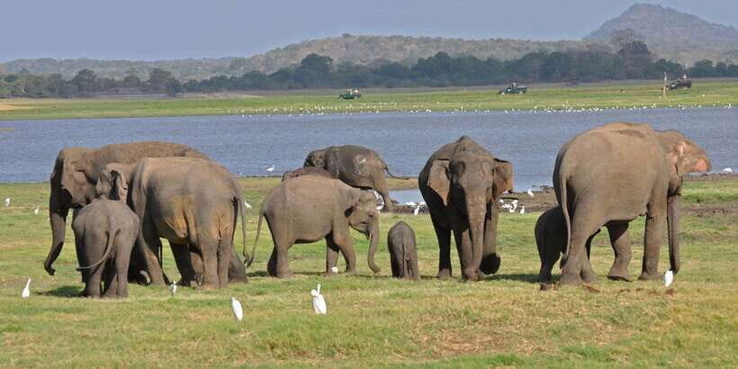 All-Inclusive Minneriya National Park Afternoon Safari - The Sum Up