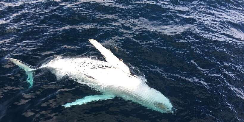 All Inclusive Mirissa Whale and Dolphin Watching Boat Ride - Why This Tour Offers Good Value