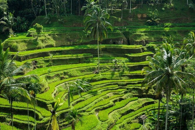 All Inclusive of Ubud Top Attraction - What Makes This Tour Stand Out