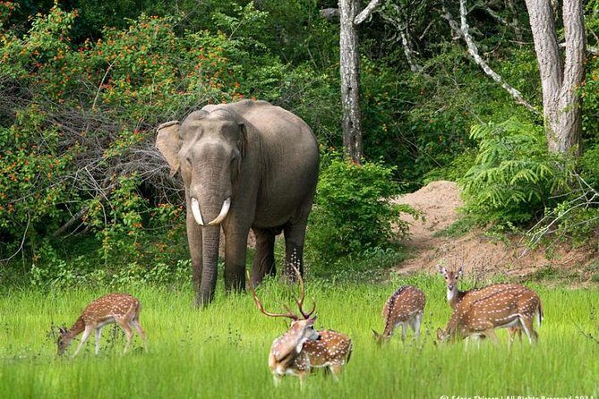 All inclusive Private jeep safari at Yala National park - A Comprehensive Review of the Private Jeep Safari at Yala National Park