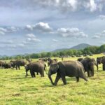 All Inclusive Private Safari in Minneriya National Park - Authentic Encounters and What Makes This Tour Stand Out