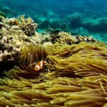 All Inclusive Snorkeling at Blue Lagoon with Lunch - A Deep Dive into the Bali Snorkeling Experience