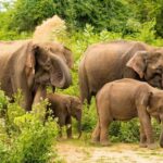 All Inclusive Udawalawa National Park Day Tour From Negombo - A Closer Look at What to Expect