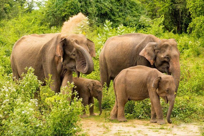 All Inclusive Udawalawa National Park Day Tour From Negombo - A Closer Look at What to Expect