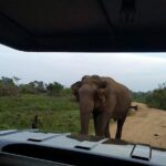 All Inclusive Udawalawe National Park Safari Day Tour from Colombo and Negombo - FAQs