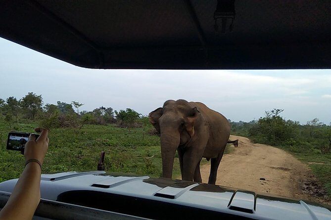 All Inclusive Udawalawe National Park Safari Day Tour from Colombo and Negombo - FAQs