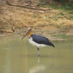 All Inclusive Yala National Park Jeep Safari from Colombo - Who Should Book This Tour?