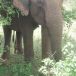 All inclussive Udawalawa National Park Safari From Colombo - What to Expect on This Safari