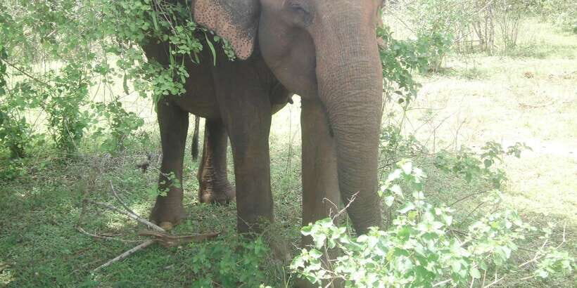 All inclussive Udawalawa National Park Safari From Colombo - What to Expect on This Safari