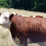 All Island Bus Tour - Why This Tour Can Be a Great Choice