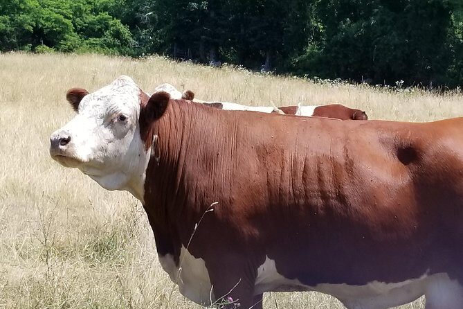 All Island Bus Tour - Why This Tour Can Be a Great Choice