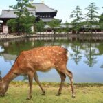 All must-sees in 3 hours - Nara Park Classic Tour! From JR Nara! - What the Tour Includes and Excludes