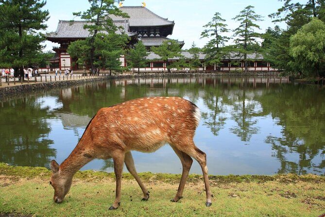 All must-sees in 3 hours - Nara Park Classic Tour! From JR Nara! - What the Tour Includes and Excludes