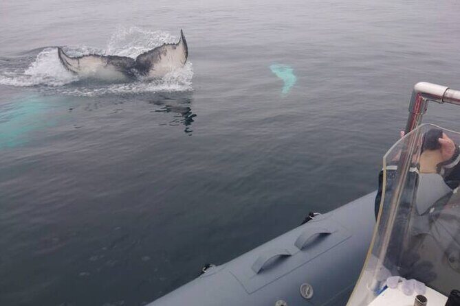 All-Terrain Vehicle Tour in Trinity Newfoundland and Labrador