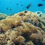 All Ticket Inclusive-Blue Lagoon Snorkeling-Ubud Monkey Forest & Ubud Waterfall - Authentic Experiences, Not Just Sightseeing