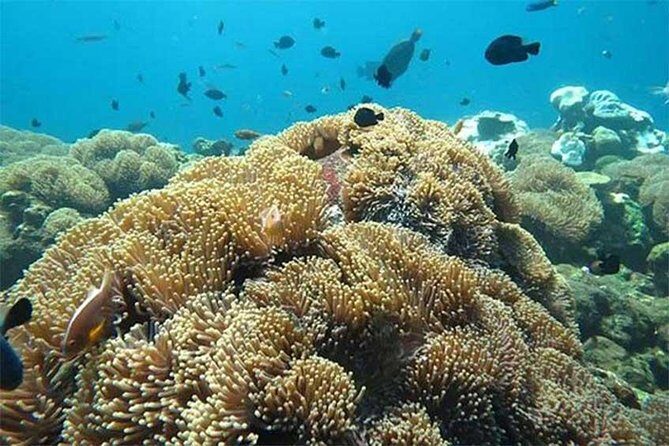 All Ticket Inclusive-Blue Lagoon Snorkeling-Ubud Monkey Forest & Ubud Waterfall - Authentic Experiences, Not Just Sightseeing