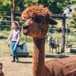 Alpaca Picnic - Immersive Animal Encounter - Seattle Experience - Who Would Love This Experience?