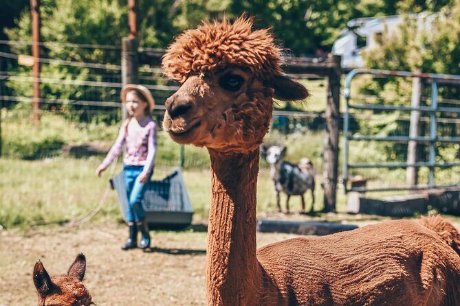 Alpaca Picnic - Immersive Animal Encounter - Seattle Experience - Who Would Love This Experience?