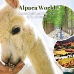 Alpaca World & Nami Island & Garden of Morning Calm One Day Tour - Final Thoughts: Is It Worth It?