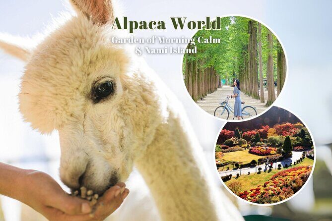 Alpaca World & Nami Island & Garden of Morning Calm One Day Tour - Final Thoughts: Is It Worth It?