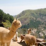 Alpaca World Tour with Nami Island & opt Railbike or Garden/Park - Authentic Traveler Insights