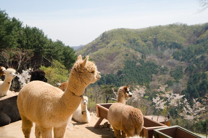 Alpaca World Tour with Nami Island & opt Railbike or Garden/Park - Authentic Traveler Insights