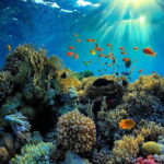 Amazing Snorkeling at Blue Lagoon - The Marine Life and Underwater Experience