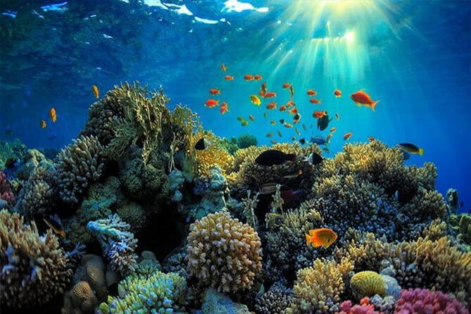 Amazing Snorkeling at Blue Lagoon - The Marine Life and Underwater Experience