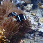 Amazing Snorkeling at Mun Island ( Group Tour ) - Practical Details: Transportation, Duration, and Group Size