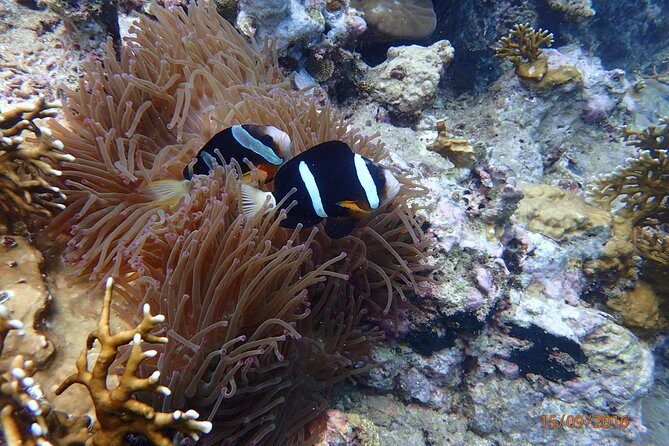Amazing Snorkeling at Mun Island ( Group Tour ) - Practical Details: Transportation, Duration, and Group Size