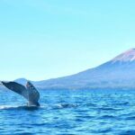 Amazing Whale Watching and Marine Wildlife Shore Excursion - The Sum Up: Who Should Consider This Tour?