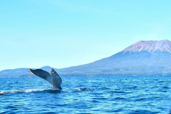 Amazing Whale Watching and Marine Wildlife Shore Excursion - The Sum Up: Who Should Consider This Tour?