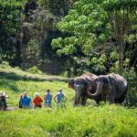 An Afternoon with the Elephants at Phuket Elephant Sanctuary - Who Will Love This Tour?