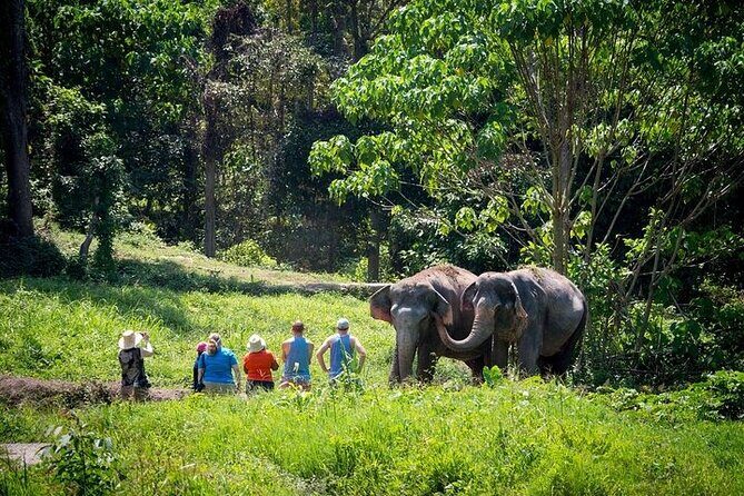 An Afternoon with the Elephants at Phuket Elephant Sanctuary - Who Will Love This Tour?