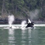 Anacortes Whale Watching Adventure Tour - Zodiac Boat - Who Will Love This Tour?