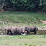 Anakkulam Wild Elephant Visiting(Jeep tour) - The Sum Up