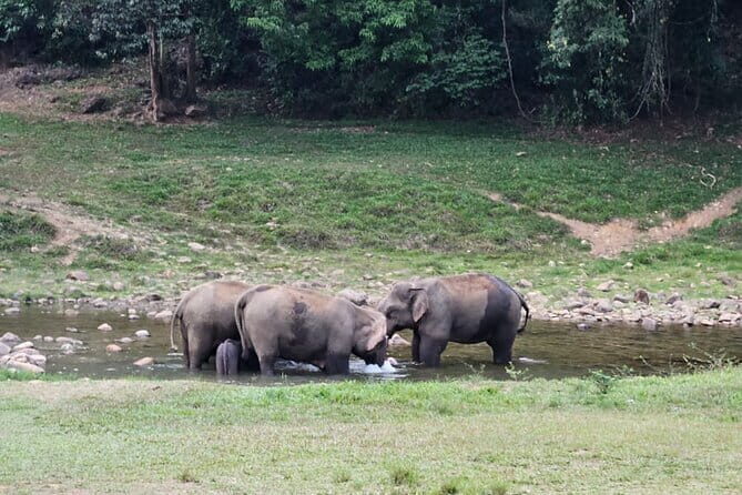 Anakkulam Wild Elephant Visiting(Jeep tour) - The Sum Up