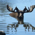 Anchorage to Seward Cruise Transfer and Private Tour - Who Should Book This Tour?