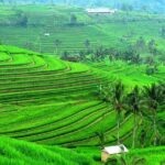 Ancient Temples and Jatiluwih Rice Terrace Private Tour - Final Thoughts