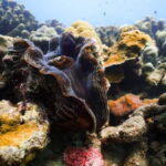 Andaman: Havelock Scuba Diving by PADI 5-Star Dive Center - A Closer Look at the Havelock Scuba Diving Experience