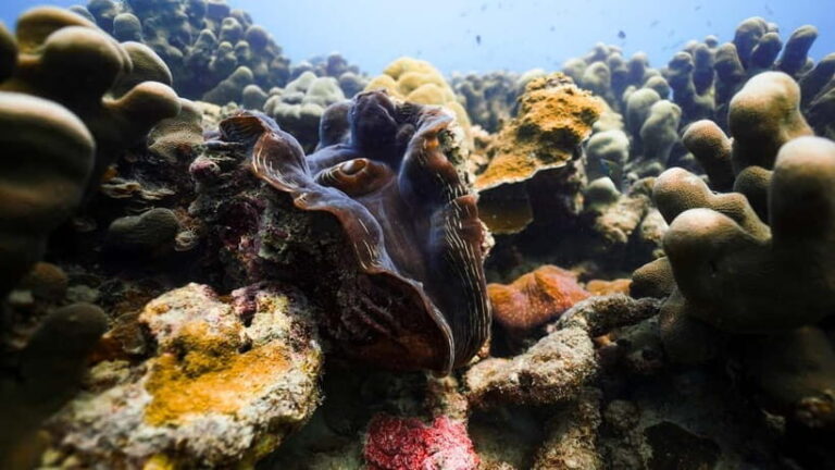 Andaman: Havelock Scuba Diving by PADI 5-Star Dive Center - A Closer Look at the Havelock Scuba Diving Experience