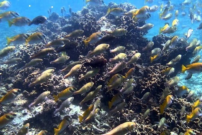 Ang Thong National Marine Park Full Day Tour - What Travelers Say: The Authentic Voice